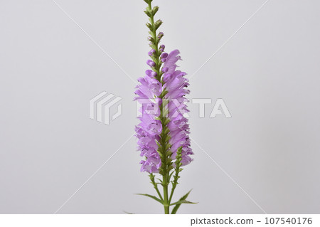 Physostegia virginiana 107540176