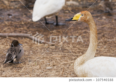 Swan visiting in spring in Hokkaido 107540188