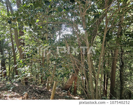 Road leading to the mountain Road leading to the mountain 107540252