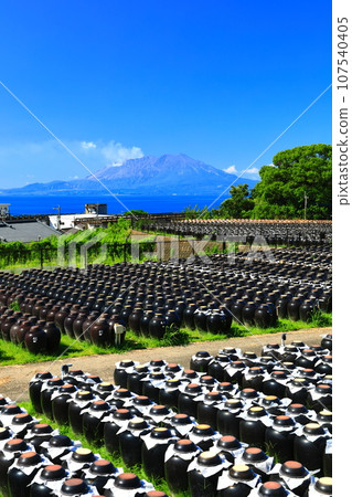 [Kagoshima] Sunny Tsubobata and Sakurajima 107540405