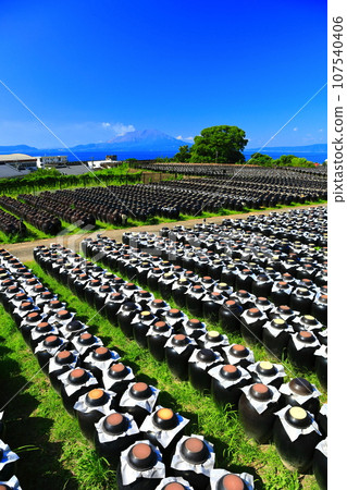 [Kagoshima] Sunny Tsubobata and Sakurajima 107540406