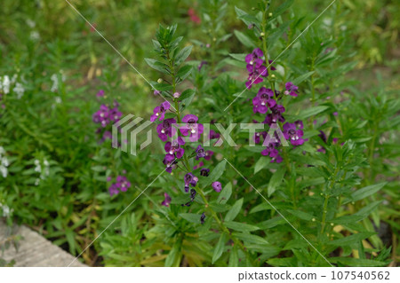 Willowleaf angelon, Angelonia salicariifolia (Angelonia) 107540562