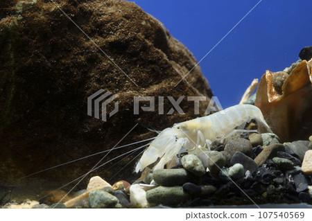 Snapping shrimp pistol shrimp 107540569