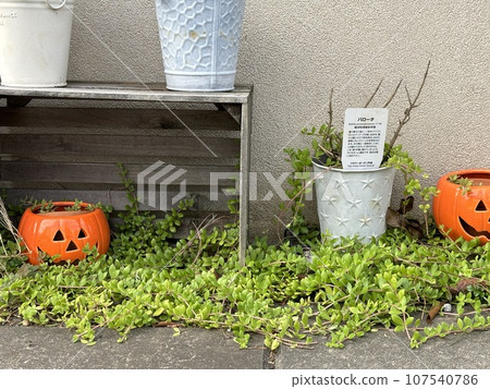 halloween flower bed 107540786