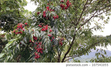 Autumn flowers (gonzui) Autumn flowers (gonzui) 107541055