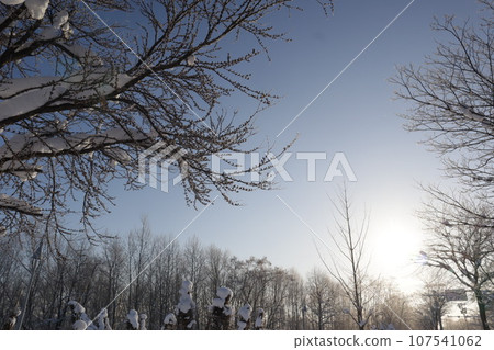 陽光明媚的早晨的樹木和天空 陽光明媚的早晨的樹木和天空 107541062