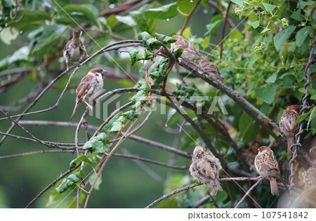 麻雀躲雨 107541842