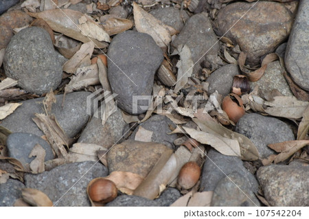 橡子倒在了地上 橡子倒在了地上 107542204