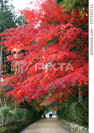 世界遺產：和歌山縣賈原寺市高野山的紅葉 107542211