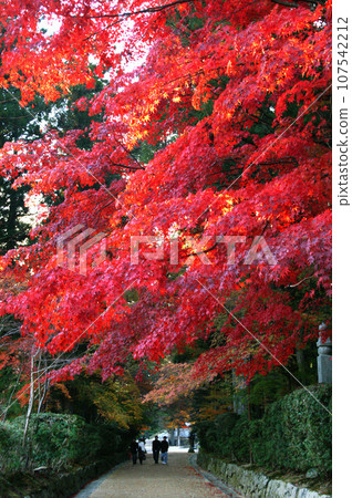 World Heritage Site: Mt. Koya's Autumn Foliage, Jabaruji, Wakayama Prefecture World Heritage Site: Mt. Koya's Autumn Foliage, Jabaruji, Wakayama Prefecture 107542212