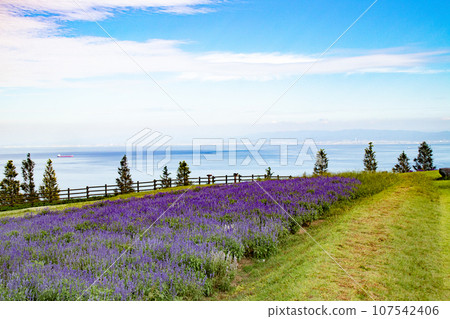 Seto Inland Sea seen from Hanasajiki, Awaji Island, Hyogo Prefecture Seto Inland Sea seen from Hanasajiki, Awaji Island, Hyogo Prefecture 107542406