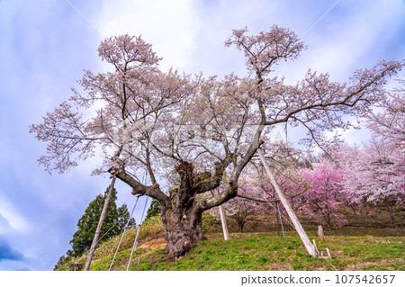 Tonoiri cherry blossoms in the Okitama Sakura Corridor in Shirataka Town, Yamagata Prefecture Tonoiri cherry blossoms in the Okitama Sakura Corridor in Shirataka Town, Yamagata Prefecture 107542657
