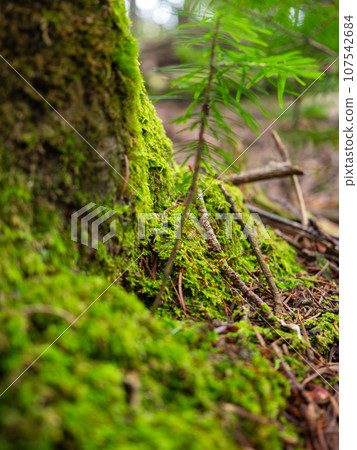 Moss and young trees growing at the roots of white birch trees along the trekking course that climbs Mt. Rebun on Rebun Island in the Sea of Japan off the coast of Wakkanai City, Hokkaido. Moss and young trees growing at the roots of white birch trees along the trekking course that climbs Mt. Rebun on Rebun Island in the Sea of Japan off the coast of Wakkanai City, Hokkaido. 107542684
