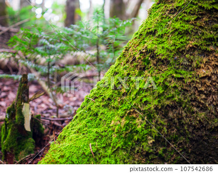 Moss and young trees growing at the roots of white birch trees along the trekking course that climbs Mt. Rebun on Rebun Island in the Sea of Japan off the coast of Wakkanai City, Hokkaido. 107542686