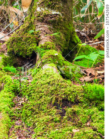 Moss and young trees growing at the roots of white birch trees along the trekking course that climbs Mt. Rebun on Rebun Island in the Sea of Japan off the coast of Wakkanai City, Hokkaido. 107542689