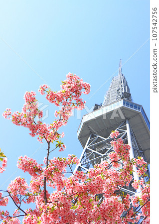 名古屋市河津櫻花和名古屋電視塔的風景 107542756