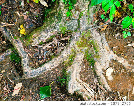 Moss and young trees growing at the roots of white birch trees along the trekking course that climbs Mt. Rebun on Rebun Island in the Sea of Japan off the coast of Wakkanai City, Hokkaido. Moss and young trees growing at the roots of white birch trees along the trekking course that climbs Mt. Rebun on Rebun Island in the Sea of Japan off the coast of Wakkanai City, Hokkaido. 107542795