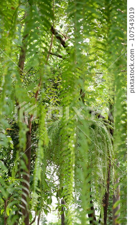 Wat Nangchi, Chruch in Buddhism and garden Wat Nangchi, Chruch in Buddhism and garden 107543019