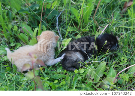 10天左右,睜眼前的流浪貓寶寶,可愛的小貓 10天左右,睜眼前的流浪貓寶寶,可愛的小貓 107543242