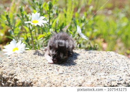 About 10 days old, stray cat baby cat before eyes open, cute kitten 107543275