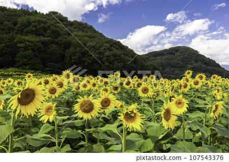 Sunflower field Sunflower field 107543376