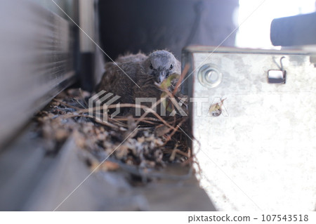 陽台孵蛋的野生斑鳩 陽台孵蛋的野生斑鳩 107543518