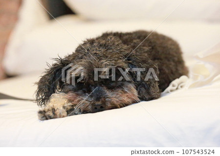 Pet poodle lying on bed 107543524