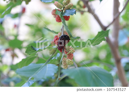樹上的桑葚 樹上的桑葚 107543527