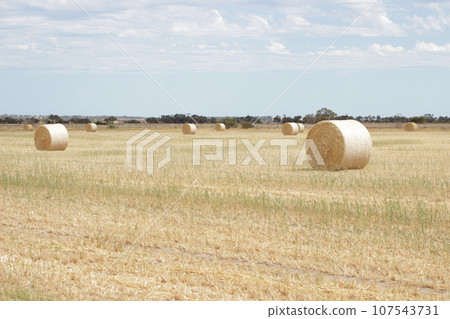 Grass curls on the grass 107543731