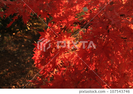 鮮紅的秋葉 107543746