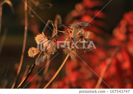 枯萎的花 枯萎的花 107543747