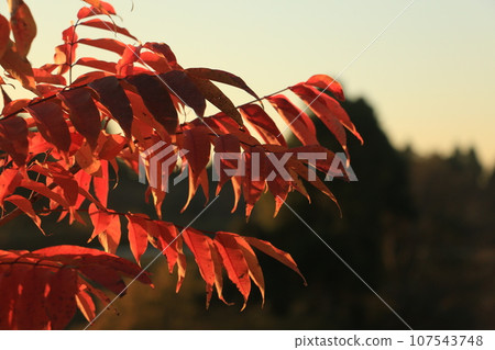 Autumn leaves Autumn leaves 107543748