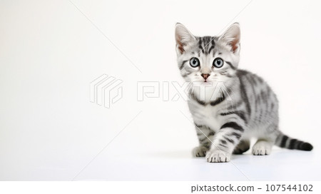 美國短髮 107544102