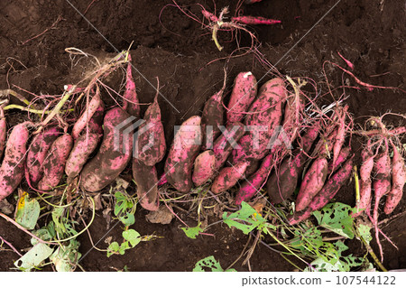 Freshly dug sweet potatoes Freshly dug sweet potatoes 107544122