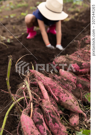 孩子們在享受挖地瓜的樂趣 107544165