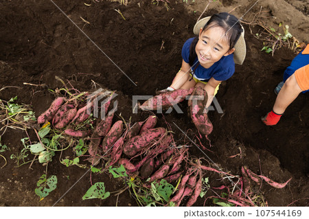 Children enjoying sweet potato digging Children enjoying sweet potato digging 107544169