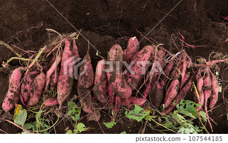 剛挖出來的地瓜 107544185