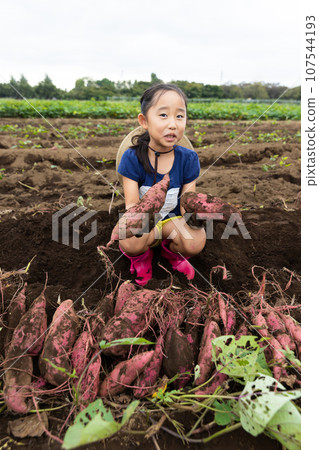 Children enjoying sweet potato digging 107544193