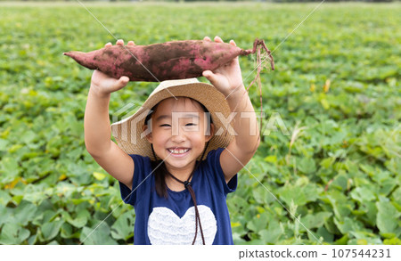 Cute child harvesting sweet potatoes Cute child harvesting sweet potatoes 107544231