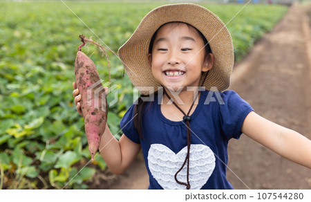 可愛的孩子收穫紅薯 107544280