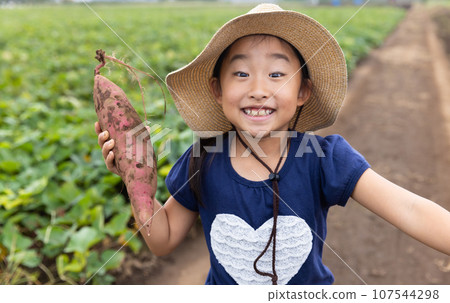 Cute child harvesting sweet potatoes Cute child harvesting sweet potatoes 107544298