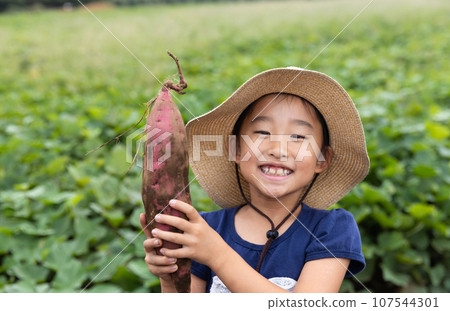 Cute child harvesting sweet potatoes Cute child harvesting sweet potatoes 107544301