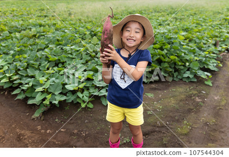可愛的孩子收穫紅薯 107544304