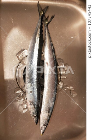 秋天落魚 秋天落魚 107545443