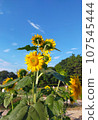 向日葵田和夏天 107545444
