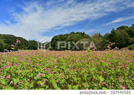 Red buckwheat flower field Red buckwheat flower field 107545585
