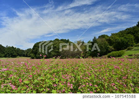 Red buckwheat flower field Red buckwheat flower field 107545588