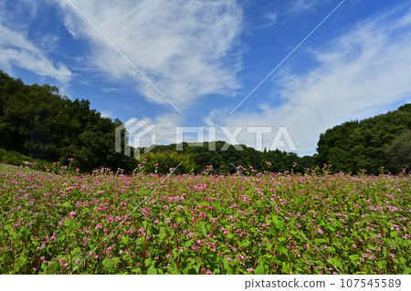 Red buckwheat flower field Red buckwheat flower field 107545589