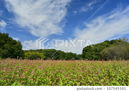 紅色蕎麥花田 107545591