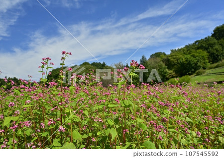 紅色蕎麥花田 107545592